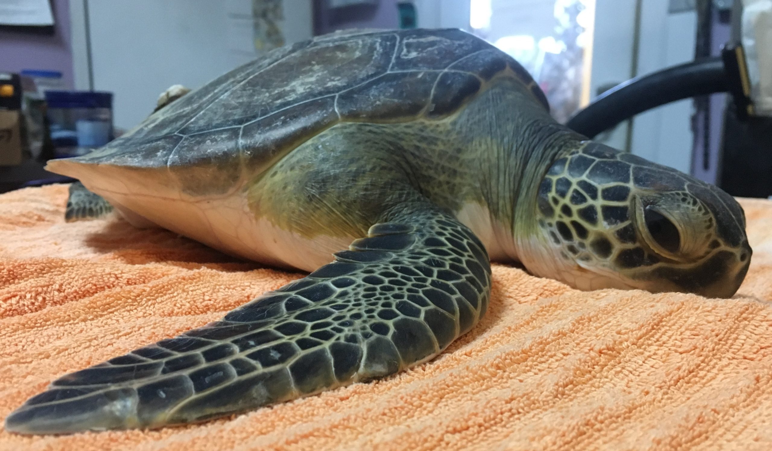 Buddy – Sea Turtle, Inc