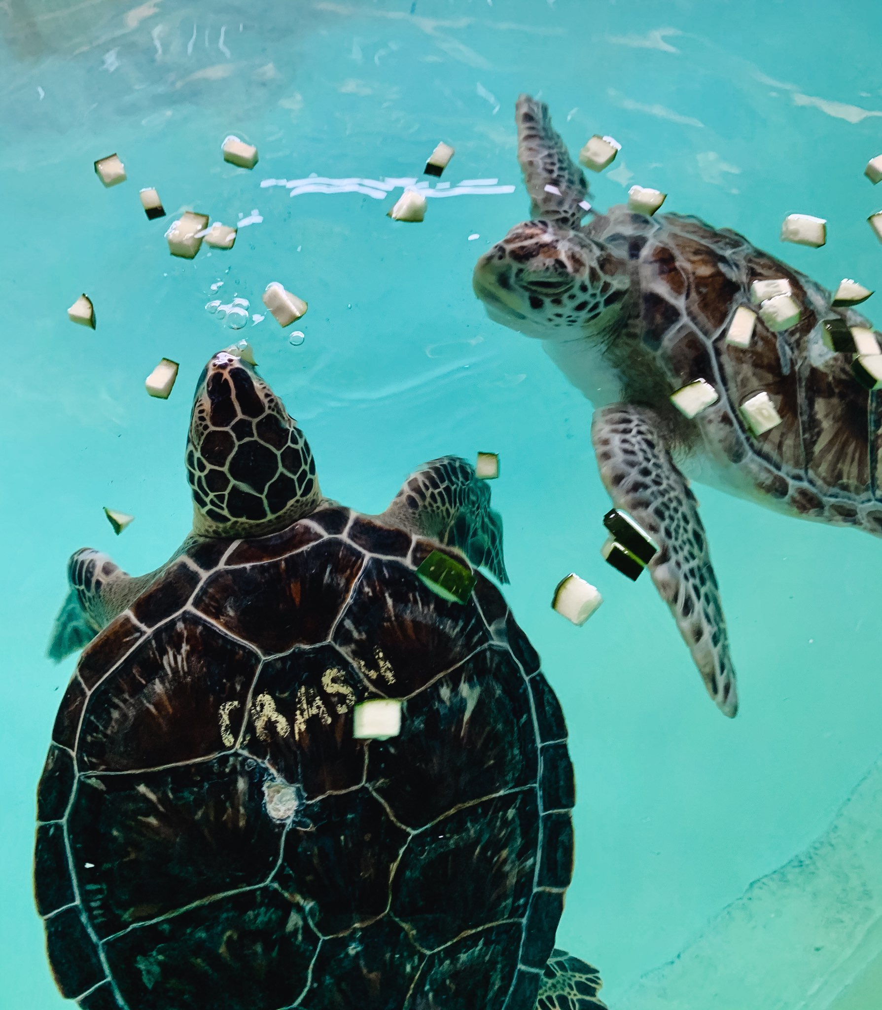 Adult Education – Sea Turtle, Inc.