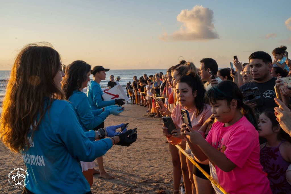 A crowd attending a sea turtle hatchling release