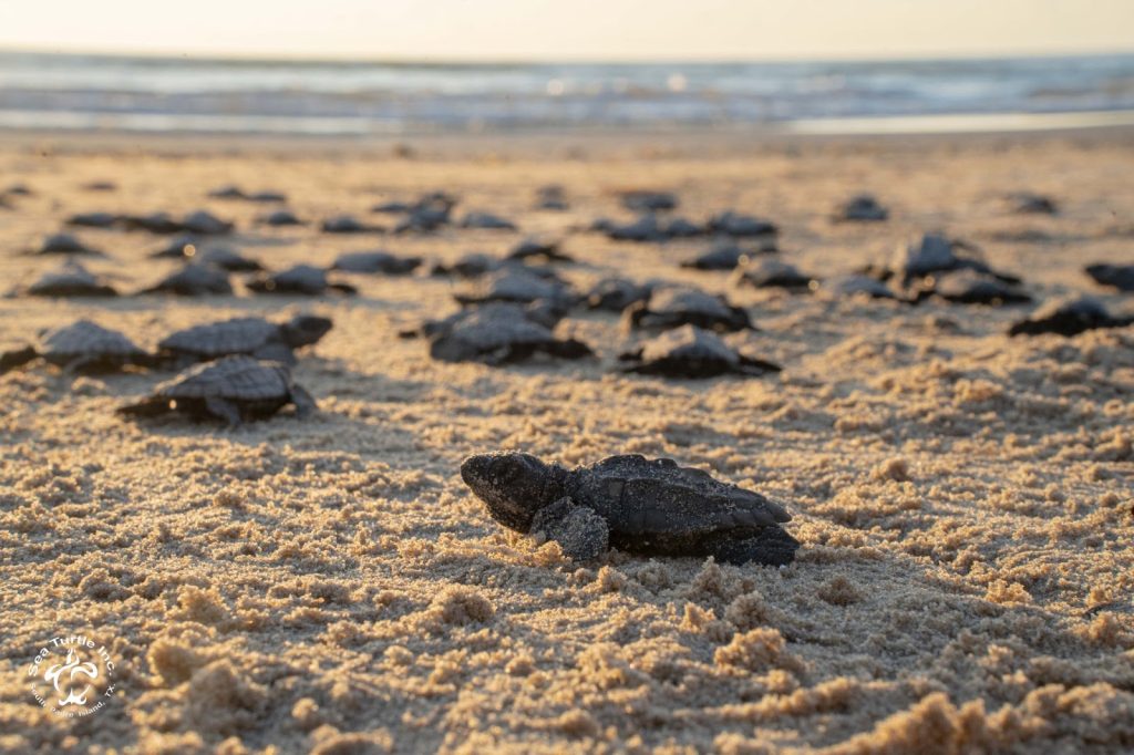 a group of sea turtle hatchlings on the beach
