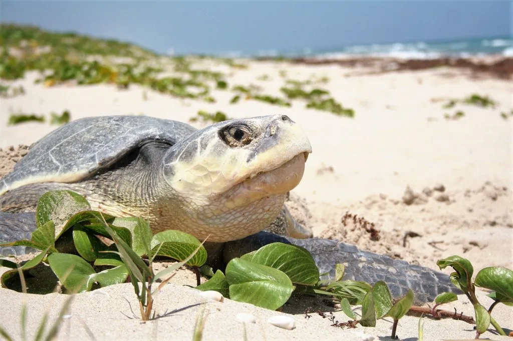 Endangered sea turtles released Gulf of Mexico at Topsail Hill