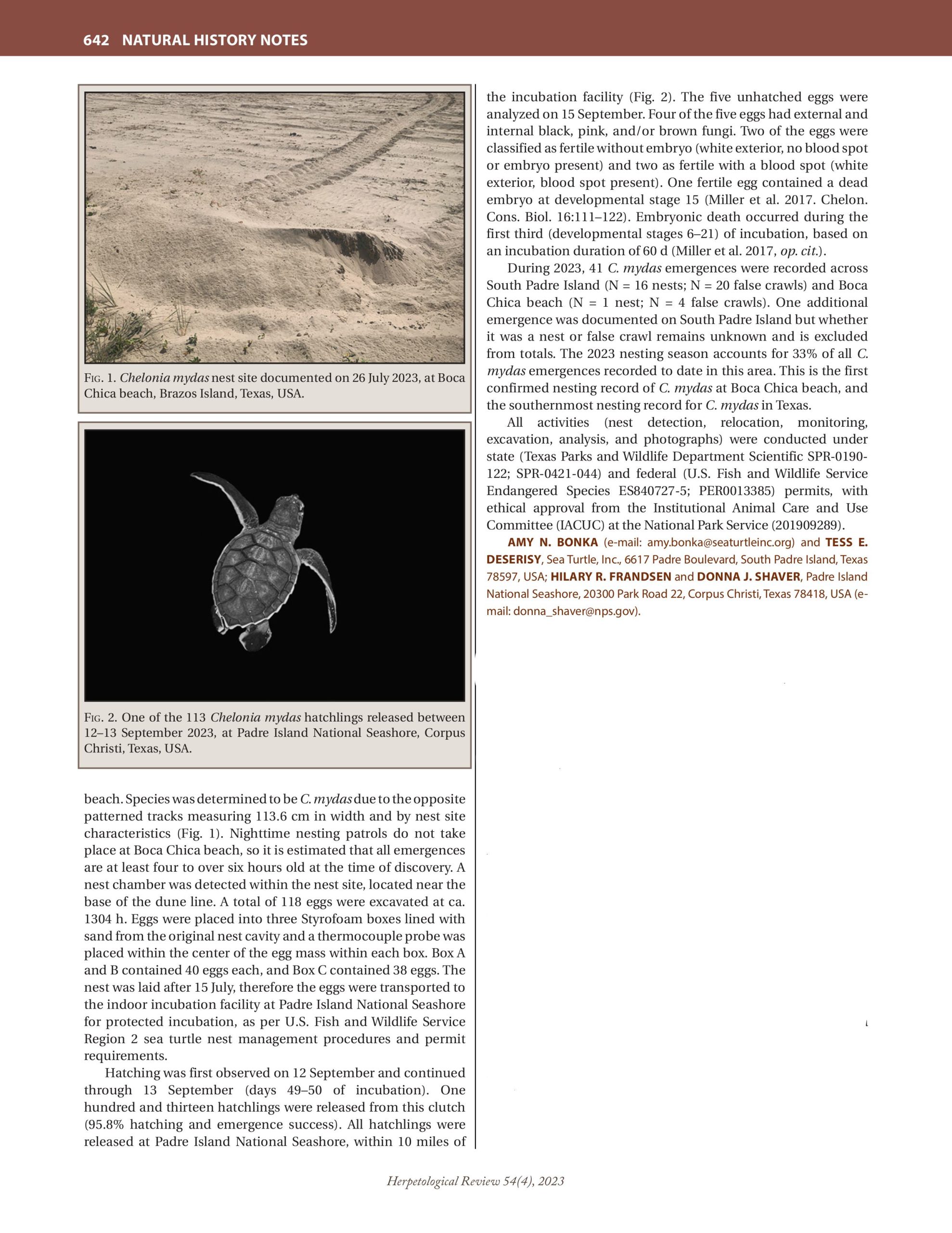 2023 Bonka et al. CM Southernmost Nesting Record in Texas_Herp Review 1 (1)-images-1