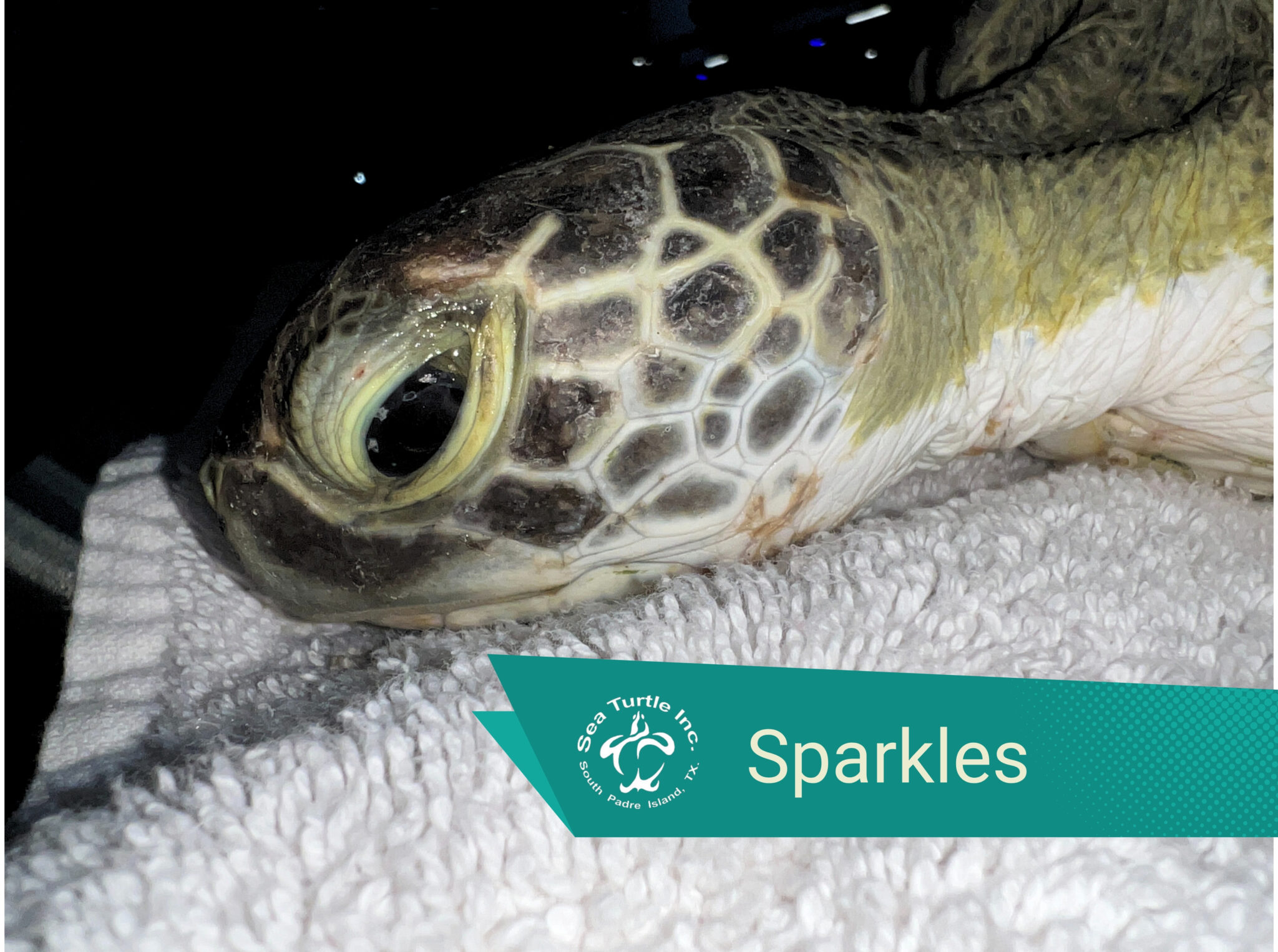 Sparkles - Sea Turtle Inc.