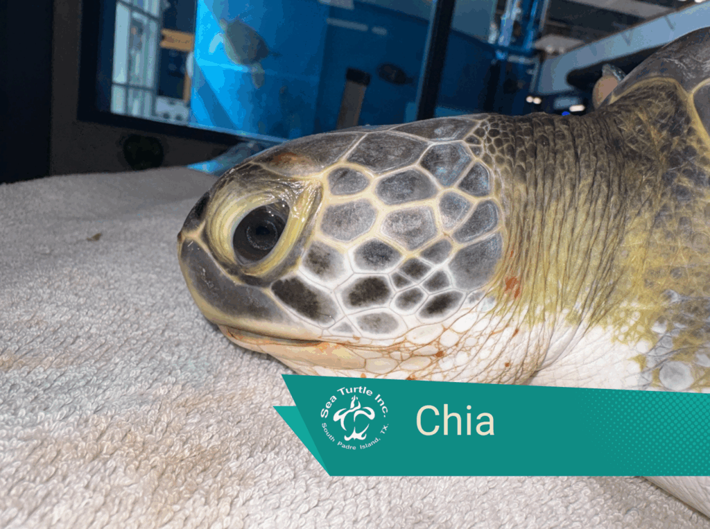 A photo of Chia, an atlantic green sea turtle patient, during intake