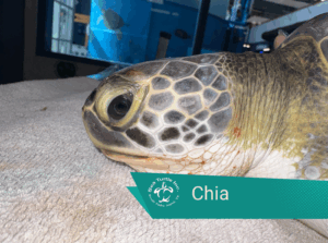 A photo of Chia, an atlantic green sea turtle patient, during intake