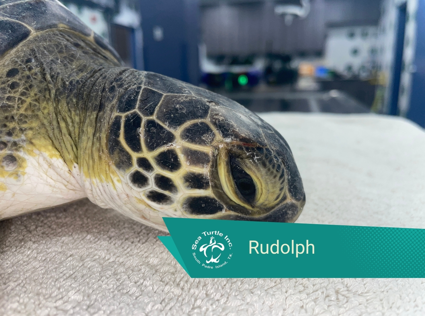 Rudolph - Sea Turtle Inc.