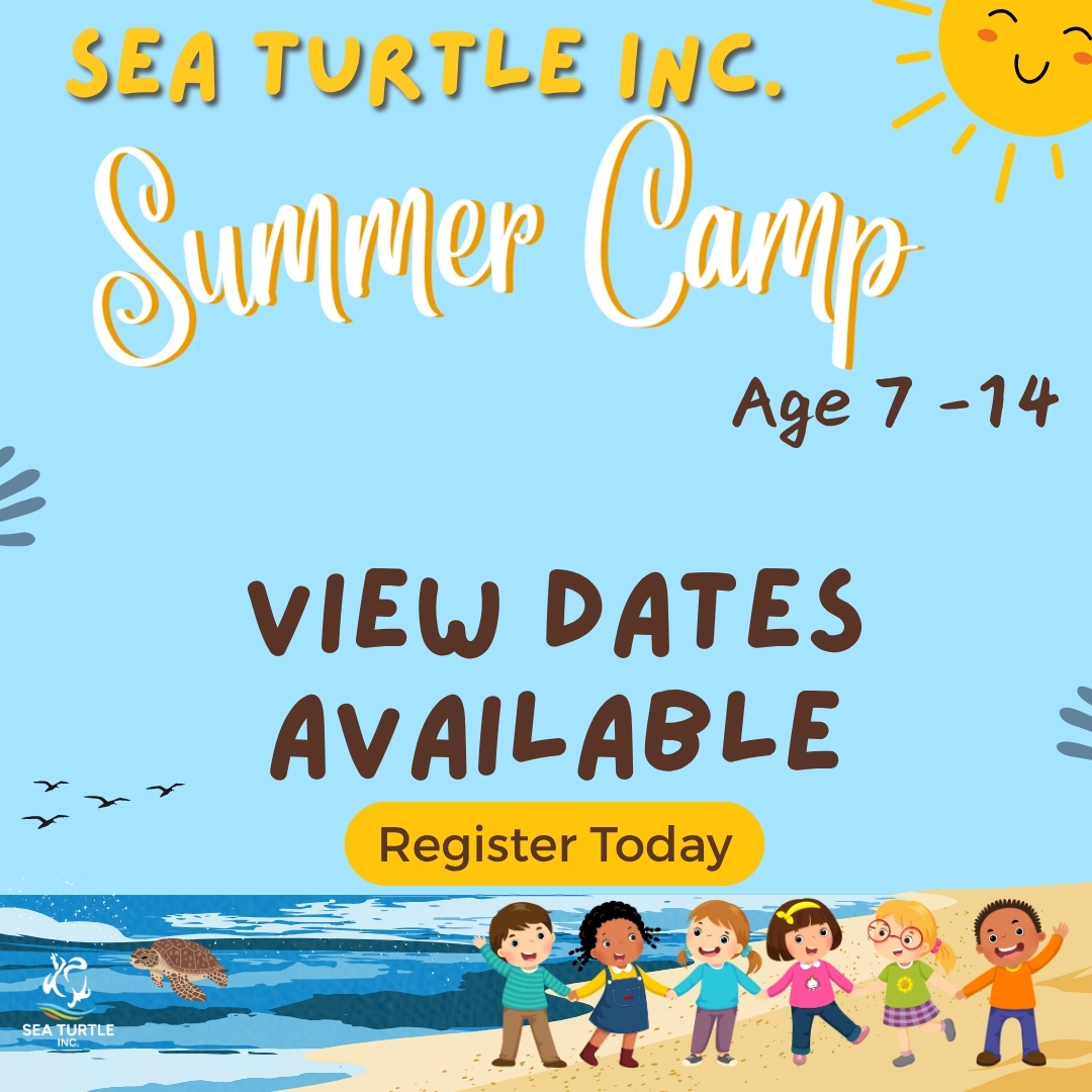 Sea Turtle Inc. Tween Turtles Camp