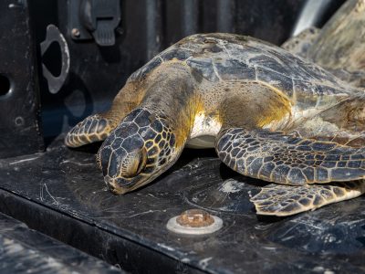 seaTurtleInc-coldStun-2025-10-social