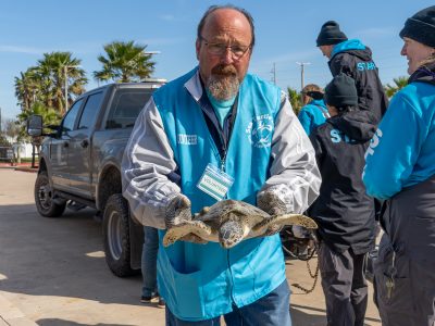 seaTurtleInc-coldStun-2025-29